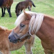 Shetlænder Thybo's Diana