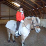 Fjordhest *Ofelia (Pjuske)*