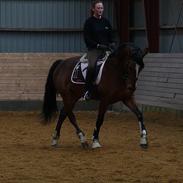 Dansk Varmblod Vestergårdens Laidy