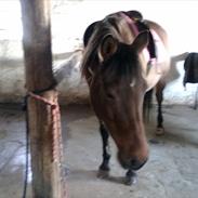 Anden særlig race Nicole [HIMMELHEST]