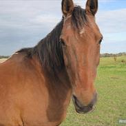 Anden særlig race Nicole [HIMMELHEST]