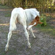 Anden særlig race Vognbjergs Touché (Solgt)
