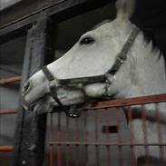 Anden særlig race Silver. 