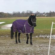 Anden særlig race Cantos Chanel