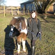 Anden særlig race Prins