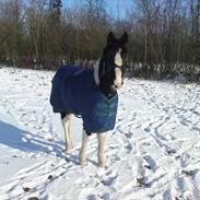 Barockpinto Malou Marie