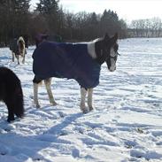 Barockpinto Malou Marie