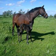 Anden særlig race Stald mk´s Unique
