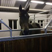 Anden særlig race Stald mk´s Unique