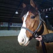 DSP Haahr's Fantasilie