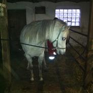 Arabisk fuldblod (OX) liwa... ??R.I.P. Min Elskede Pony Liwa ??