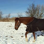 Traver Easy Hammerthor 