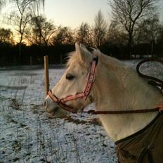 Anden særlig race Freja(SMUKKE)