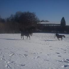 Anden særlig race Manse R.I.P