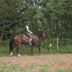 Anden særlig race Valbella