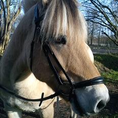 Fjordhest Harald Hedevang *Solgt*