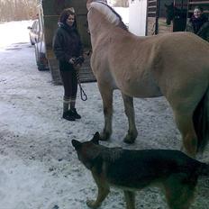 Fjordhest Harald Hedevang *Solgt*
