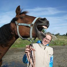 Dansk Varmblod Lillegårdens Daytona