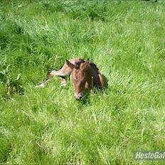 Dansk Varmblod Lillegårdens Daytona