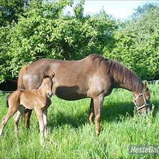 Dansk Varmblod Lillegårdens Daytona