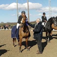 Dansk Varmblod Højgaards Rosinante