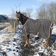 Dansk Varmblod SAM-SON ENSHØJ DV 792 RIP :-(