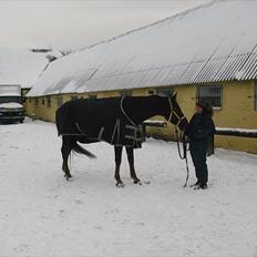 Dansk Varmblod SAM-SON ENSHØJ DV 792 RIP :-(