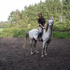 Arabisk fuldblod (OX) Zhazir Ibn Malik