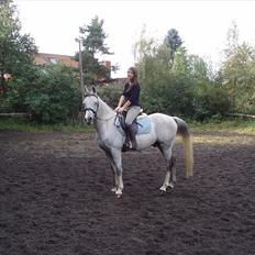 Arabisk fuldblod (OX) Zhazir Ibn Malik