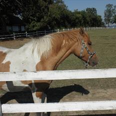 Anden særlig race Canupa