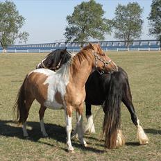 Anden særlig race Canupa