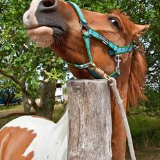 Anden særlig race Canupa