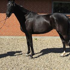 Dansk Varmblod Uniq-Vitz