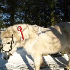 Anden særlig race Mackai