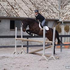 Welsh Cob (sec D) Tecno 