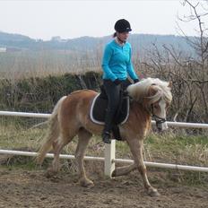 Haflinger Armani 