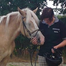 Haflinger Armani 