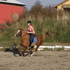 Anden særlig race Lima
