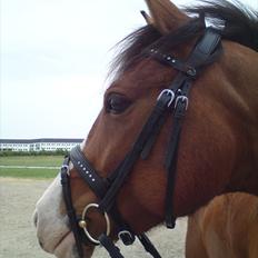 DSP Haahr's Fantasilie