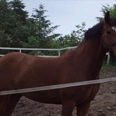 DSP Haahr's Fantasilie