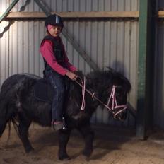 Shetlænder Kellas Penny Rose