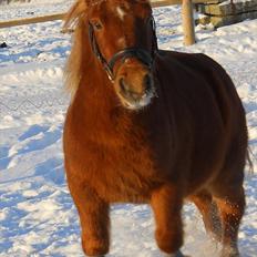 Anden særlig race Oscar SOLGT!