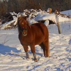 Anden særlig race Oscar SOLGT!