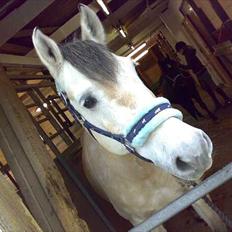 Anden særlig race Jolly <3