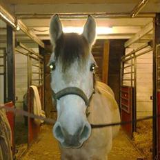 Anden særlig race Jolly <3