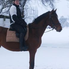 Dansk Varmblod CharmeTrold