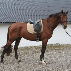 Dansk Varmblod CharmeTrold