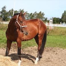 Dansk Varmblod CharmeTrold