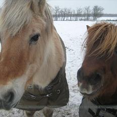 Anden særlig race BASSE #PART#