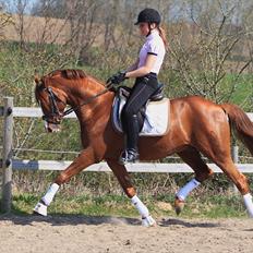 Tysk Sportspony Charming Boy [avlshingst]